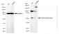 KD-Validated Anti-Nemo Like Kinase Rabbit Monoclonal Antibody